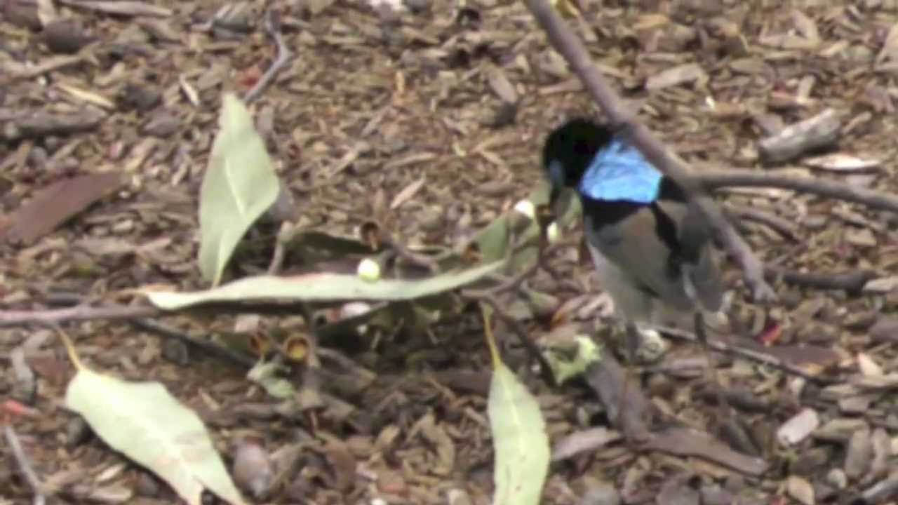 Pebbly Beach Camping Or Durras North Camping