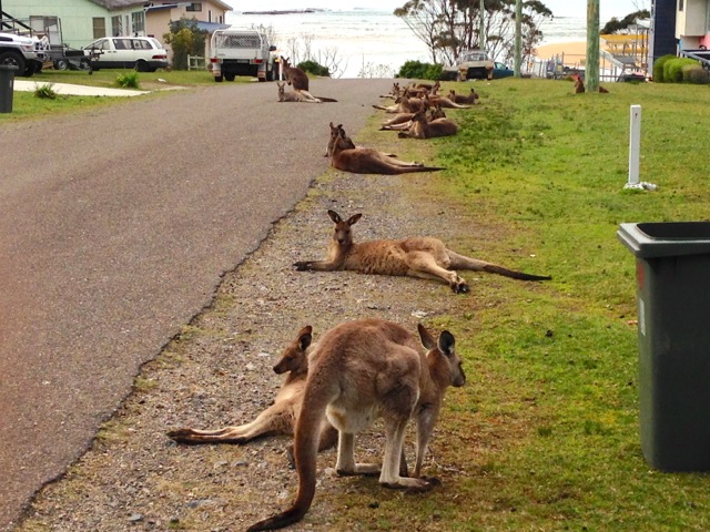 Kangaroos at Durras