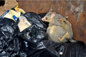 Possums in the bins at Durras North