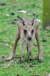 Young kangaroo exploring