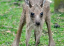 Our Qantas Kangaroo