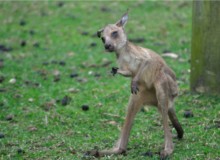 Baby kangaroo leaves its pouch. Spring is here.