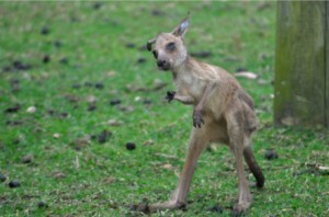 It is spring time in Durras North when the young kangaroos leave their mothers pouch